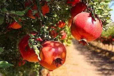 Chalisa Pomegranate, Anaar Seed(90 per packet)