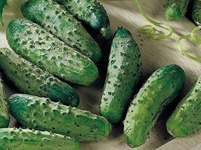 CYBEXIS LX-98 - Cucumber Parisian Gherkin Pickling - (150 Seeds) Seed(150 per packet)