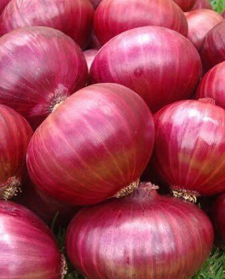 Qualtivate PUA-9A Onion RED Creole Great Heirloom Seed(500 per packet)