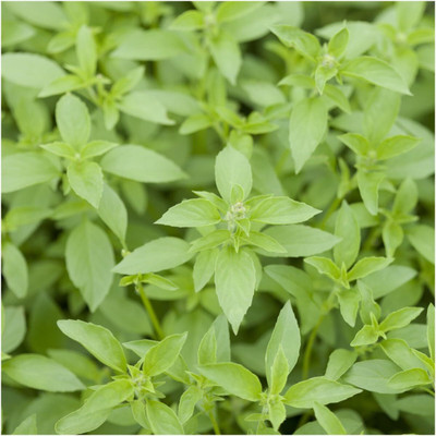 Qualtivate LXI-18 Heirloom Lemon Basil Seeds Seed(1000 per packet)