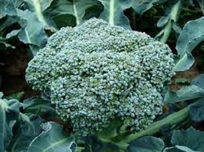 VibeX PAU-62 - Non-GMO Broccoli Vegetable Gardening - (1350 Seeds) Seed(1350 per packet)