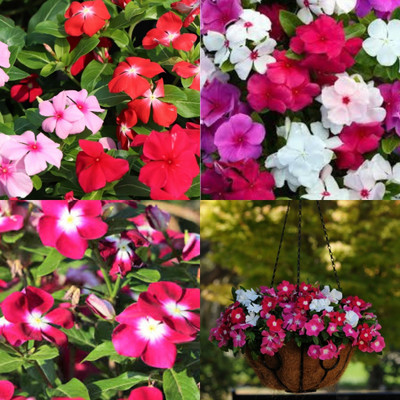 ibains Vinca mix seed all colours bij 57 Seed(57 per packet)