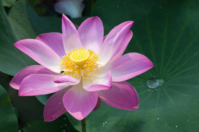 Onecare lotus,kamal gatta Seed(10 per packet)