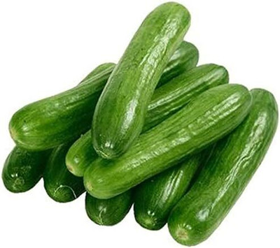 KNESSiN Mini Cucumber Seed(1250 per packet)
