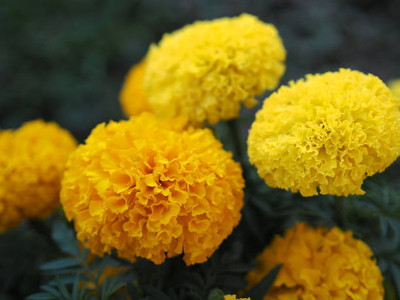 SM PLUS marigold,gende ka phool seeds Seed(21 per packet)