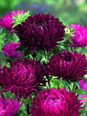 SeedSutra ™️ Aster Hybrid Double Mixed Flower Seed(105 per packet)