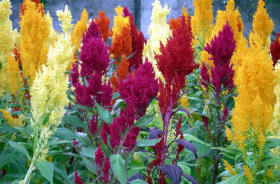 Lorvox GARDENS MIX CELOSIA COCKSCOMB Celosia Argentea Cristata Seed(10 per packet)