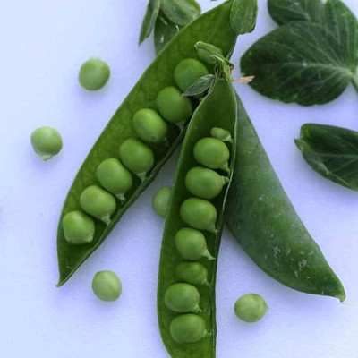 Qualtivate PUA-4A Thomas Laxton Pea Garden Seeds Seed(200 per packet)