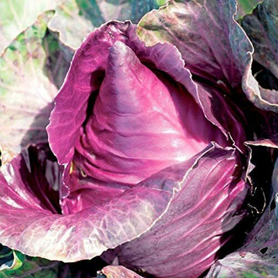 CYBEXIS Purple Cabbage Vegetable Seeds2000 Seeds Seed(2000 per packet)