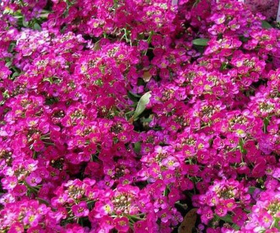 Paudha Alyssum Rose Seed(31 per packet)