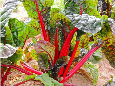 CYBEXIS Swiss Chard - Ruby RED Seeds2000 Seeds Seed(2000 per packet)