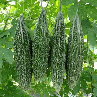 Lorvox Bitter Gourd Seed(60 per packet)