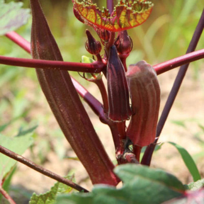 CYBEXIS Heirloom Red Okra Seeds800 Seeds Seed(800 per packet)