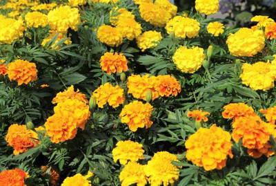 BALCONYPLANTX marigold/gende ka phool flower seeds Seed(75 per packet)