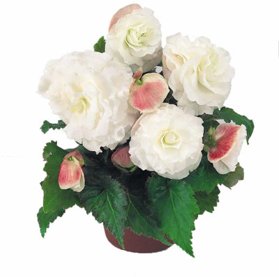 CYBEXIS NBIR-59 - Rieger Begonia Flower -White - (270 Seeds) Seed(270 per packet)