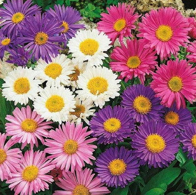XOLDA Exotic aster Seed(32 per packet)