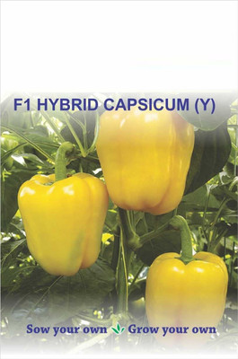 VibeX ® RXI-274 Hybrid Yellow Capsicum Seeds Seed(200 per packet)