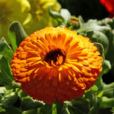 R-DRoz Calendula Double Flowers 2x Quality Seeds For Home Garden - Pack of 30 Seeds Seed(30 per packet)