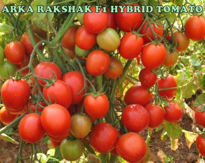 Green World ARKA RAKSHAK F1 HYBRID TOMATO SEEDS 150 NOS. Seed(150 per packet)
