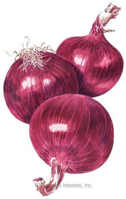Aro Onion Red, Onion Seed(100 per packet)