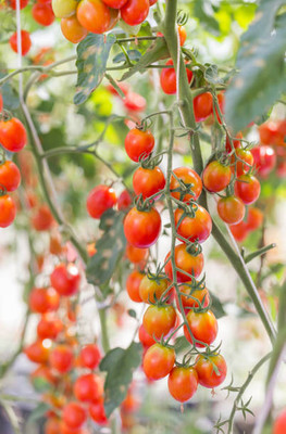 Shyamkripa creation tomato Seed(130 per packet)