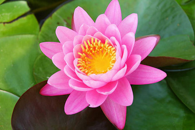 VERTEX AGENCIES Lotus Seed(11 per packet)