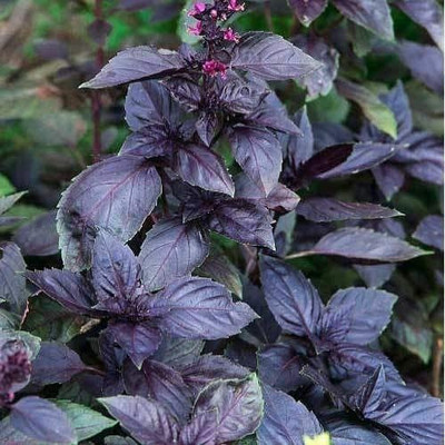 WILLVINE LX-66 Dark Opal Purple Basil Seeds Seed(2000 per packet)
