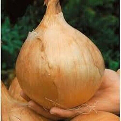 Biosnyg Fast Growing Ailsa Craig Giant Onion Seeds For Kitchen Gardening-(500 Seeds) Seed(500 per packet)