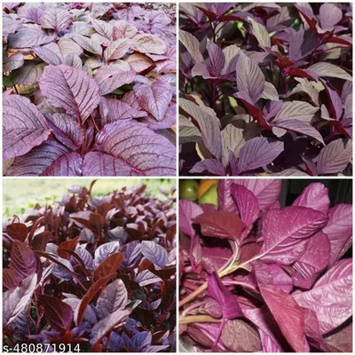 DEYS AGRO ™ red amaranthus spinach seeds,lal saag Seed(130 per packet)