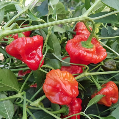 Biosnyg Heirloom Red Scotch Bonnet Chilli Seeds for Terrace Gardening-(2000 Seeds) Seed(2000 per packet)