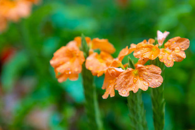 Epoojacart kanakambaram-firecracker-crossandra Seed(23 per packet)