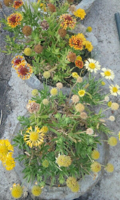 XOLDA Exotic gallardia Seed(15 per packet)