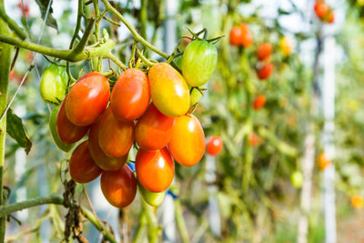 NatureForest tomato Seed(115 per packet)