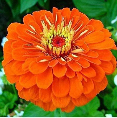 CYBEXIS Zinnia Orange Flower Seeds Seed(25 per packet)