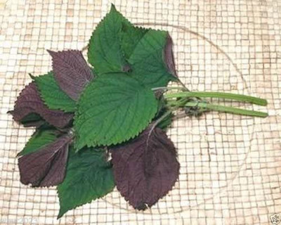 CYBEXIS LX-98 - Perilla Zi Su Green Shiso - (750 Seeds) Seed(750 per packet)