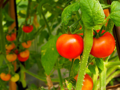 Farmers Choice tomato Seed(130 per packet)