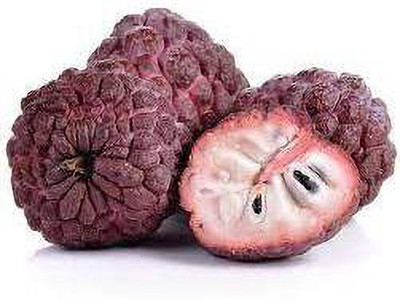 SM Exports Red Custard Apple Seed(10 per packet)
