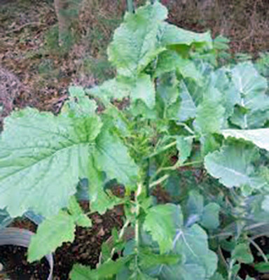 WILLVINE PUAS -XVI Broccoli Raab Seeds, Rapini [1g] Seed(300 per packet)