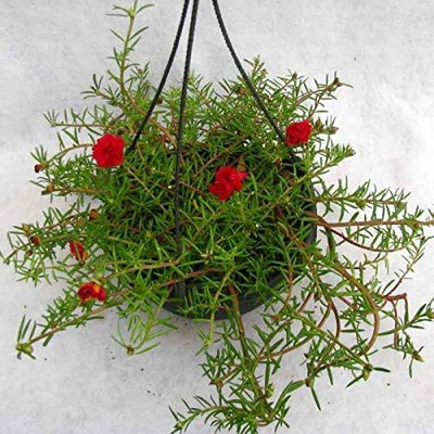 Aywal Portulaca (Mixed), 10 O Clock Seed(20 per packet)