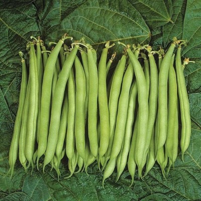 AloGardening F1 Hybrid Climbing Bean,Green Bean-140 Pc Seeds Pack Seed(140 per packet)