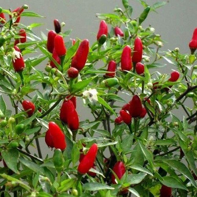 CYBEXIS Chili Seed(2400 per packet)