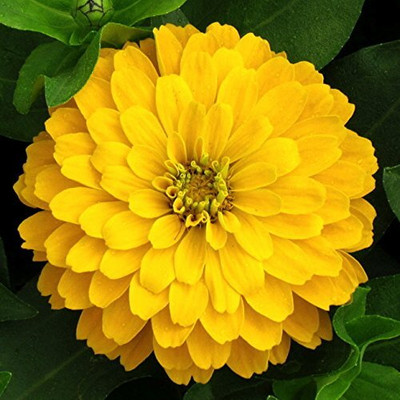 Lorvox Zinnia Double Mixed Color Flower Seed(20 per packet)