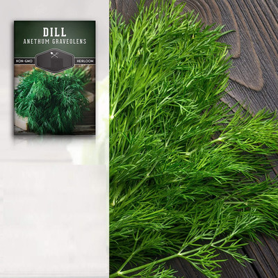 Qualtivate XL-224 Non-GMO Heirloom Dill Seeds Seed(500 per packet)