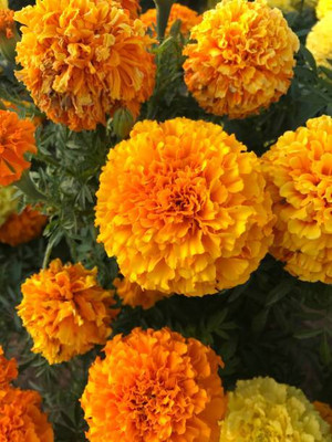 Hybrid Galaxy marigold,gende ka phool seeds Seed(22 per packet)