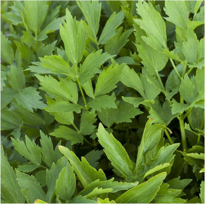 CYBEXIS VVI-89 - Lovage (Levisticum officinale) - (750 Seeds) Seed(750 per packet)