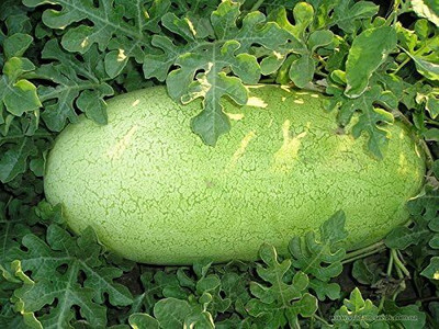 KNESSiN Heat Tolerant Charleston Gray Watermelon Seeds For Kitchen Gardening-(100 Seeds) Seed(100 per packet)