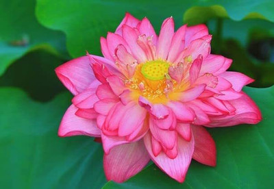 CRGO LOTUS , KAMAL Seed(45 per packet)