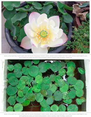 KANAYA Lotus seeds for Hone Garden Flower Seeds Seed(48 per packet)