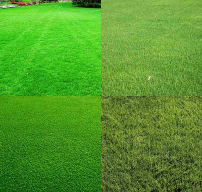 ibains Mexican grass seeds biij 1100 Seed(1100 per packet)