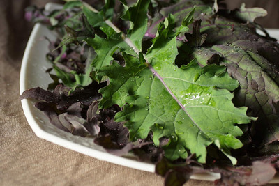 WILLVINE GOI -VII Red Russian - Kale Seeds [5g] Seed(1500 per packet)
